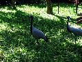 gal/holiday/Brazil 2005 - Foz do Iguacu Birds Sanctuary/_thb_Bird_Sanctuary_Iguacu_DSC07148.jpg